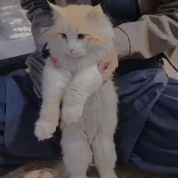واگذاری گربه پرشین رنگ سفید نارنجی خاص ارام و با
