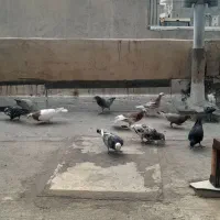 پرنده