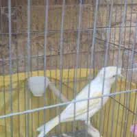 قناری نر و ماده سه عدد