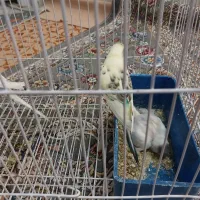 فروش یک جفت مرغ عشق