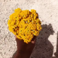 بومادران (گل‌برنجاس) تازه و تمیز