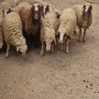بره‌ ماده‌سنجابی