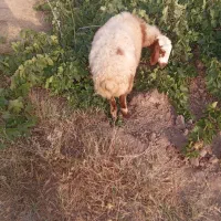 بره تازه داره دور خودش میچرخه