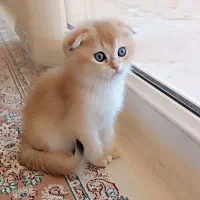 بریتیش و اسکاتیش شجره دار