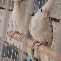 یک جفت عروس هلندی مولد به همراه قفس بزرگ