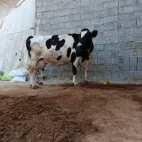گاو تک شیر بضمانت