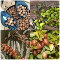 تولید درخت فندق زیتون سنجد عناب