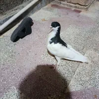 سه عدد کبوتر معاوضه با پرنده