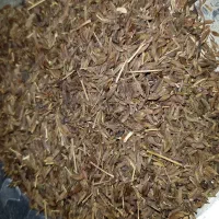زیره کوهی زیره اصل کرمان