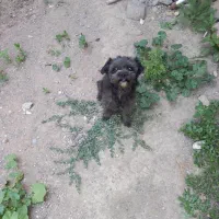 سگ شیتزو بلک