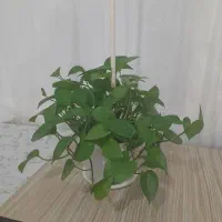 چند گل زیبا  طبیعی بفروش میرسد