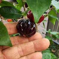 نهال گردو پکان و گیلاس و فندق ماکادمیا گرمسیری