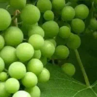 غوره اعلا دانه درشت