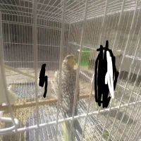 عروس هلندی ماده گل باقالی