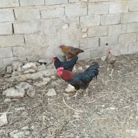 فروش حیوانات