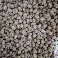لوبیا چیتی