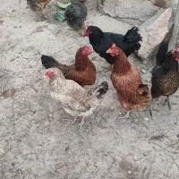 مرغ