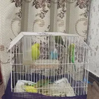چهار مرغ عشق مولد با یک جفت‌