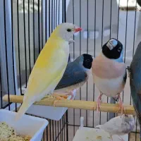 فنچ گلدین  بنگالی