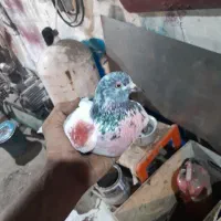 کبوتر