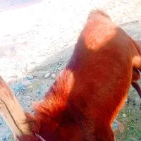 گوسفند