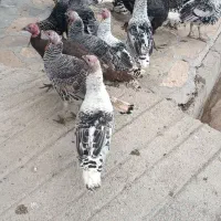 بوقلمون نر و ماده