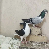 یم جفت اصفهانی