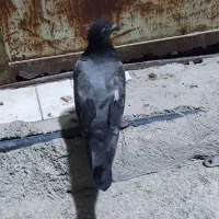 کبوتر