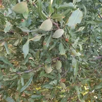 بادم تر شیرین با مغز دوقلو