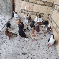 کبوتر رنگی جوجه کفتر رنگی