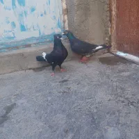 کبوتر پرسفید