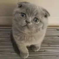 گربه اسکاتیش