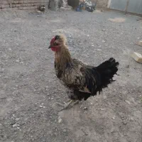 خروس جوان