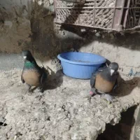 کبوترترکیه