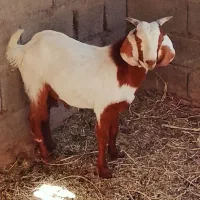دوتا نری چاق