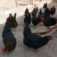 تخم مرغ سیا