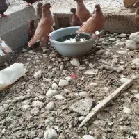 دمبی|پرنده|اهواز, نادری|دیوار
