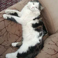 گربه گمشده
