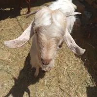 کره نر