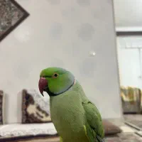 طوطی ملنگو