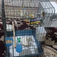 عروس هلندی مولد