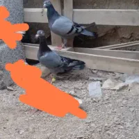 جفت کفتر و قفس و دوتا لانه