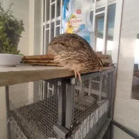 بلدر چین 36روزه