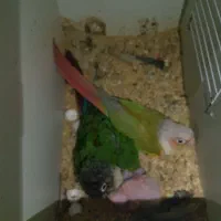 گرینچیک مولد