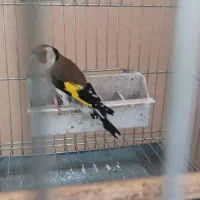 سهره مست