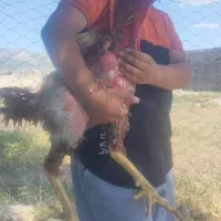 لاری اصل