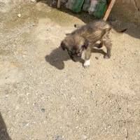 طوله سگ سرابی نر درجه یک