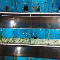 کت اسکار زبرا فایتر بارب ماهی گوشتخوار گیاهخوار