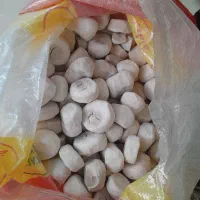 کشک بز شرطی درجه ۱