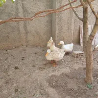 ۴تا اردک ۴ماهه به قیمت مناسب